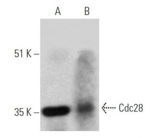 western blotting image from recommended Cdc28 (G-7) monoclonal antibody replacement. Image 363284