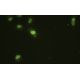 Cdc2L5 Antibody (ZZ08) - Immunofluorescence - Image 35458