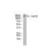 Cdc2L5 Antibody (ZZ08) - Western Blotting - Image 33485 