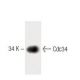 Cdc34 Antibody (17) - Western Blotting - Image 60261 