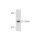 Cdc34 Antibody (17) - Western Blotting - Image 127810