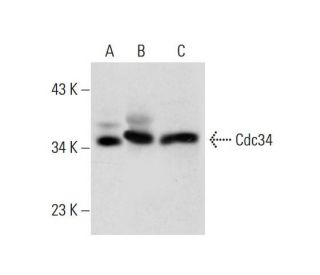 Cdc34 Antibody (G-11) - Western Blotting - Image 299250 