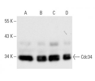western blotting image from recommended Cdc34 (H-4) monoclonal antibody replacement. Image 9573