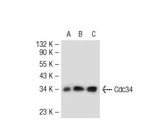 Cdc34 Antibody (H-4) - Western Blotting - Image 51702