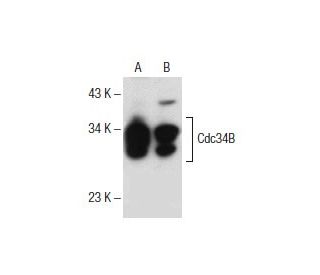 Cdc34B Antibody (E-6): sc-376097