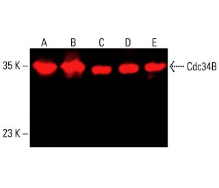 Cdc34B Antibody (E-6) - Western Blotting - Image 414695 