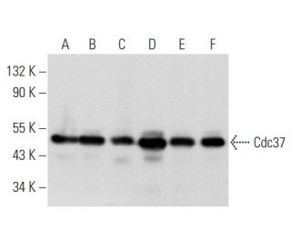 western blotting image from recommended Cdc37 (E-4) monoclonal antibody replacement. Image 358010