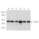 western blotting image from recommended Cdc37 (E-4) monoclonal antibody replacement. Image 358010
