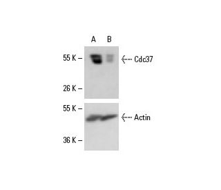 Cdc37 siRNA (h): sc-29255. Western blot analysis of Cdc37 expression in non-transfected control (A) and Cdc37 siRNA transf 