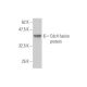 Cdc4 Antibody (3D1) - Western Blotting - Image 349594