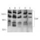 Cdc4 Antibody (3D1) - Western Blotting - Image 368571 