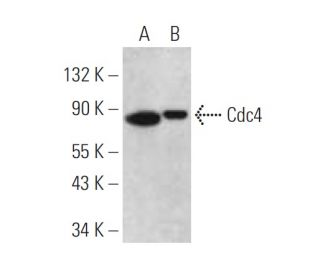 Cdc4 Antibody (A-2) - Western Blotting - Image 394772 