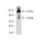 Cdc4 Antibody (A-2) - Western Blotting - Image 394771