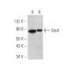 Cdc4 Antibody (A-2) - Western Blotting - Image 394772 