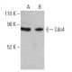 Cdc4 Antibody (A-2) - Western Blotting - Image 400708 