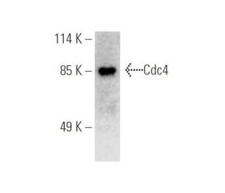 Cdc4 Antibody (A-4) - Western Blotting - Image 395666 