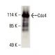 Cdc4 Antibody (A-4) - Western Blotting - Image 395667