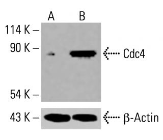 Cdc4 Antibody (A-2) - Western Blotting - Image 416144 