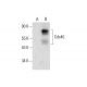 Cdc40 Antibody (H-12) - Western Blotting - Image 303517