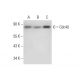 Cdc40 Antibody (H-12) - Western Blotting - Image 303817 