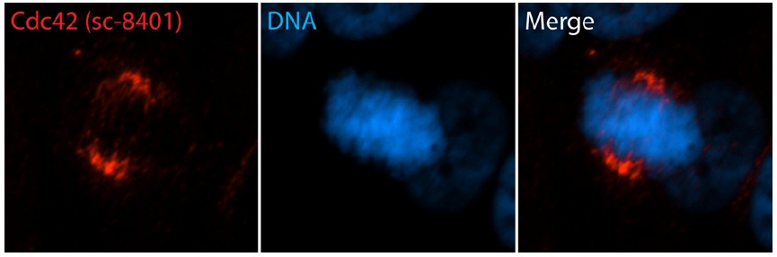 Cdc42 Antibody (B-8) | SCBT - Santa Cruz Biotechnology