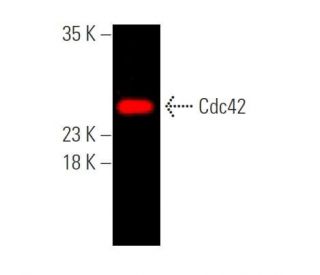 Cdc42 Antibody (B-8) - Western Blotting - Image 374254