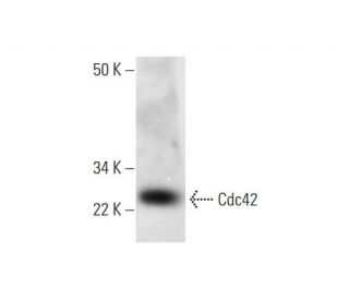 Cdc42 Antibody (B-9) - Western Blotting - Image 295929 