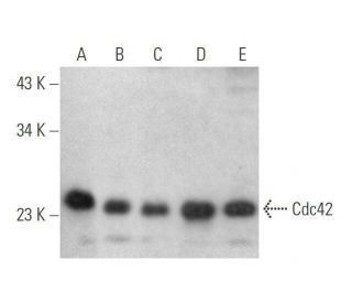western blotting image from recommended Cdc42 (B-8) monoclonal antibody replacement. Image 352730
