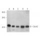 western blotting image from recommended Cdc42 (B-8) monoclonal antibody replacement. Image 352730