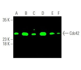 Cdc42 Antibody (B-8) - Western Blotting - Image 374252