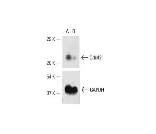 Cdc42 siRNA (m): sc-29257. Western blot analysis of Cdc42 expression in non-transfected control (A) and Cdc42 siRNA transf 