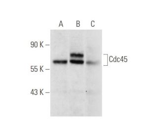 Cdc45 Antibody (E-3) - Western Blotting - Image 66044 