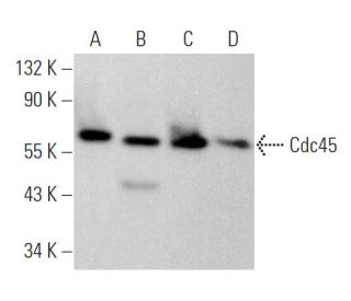 western blotting image from recommended Cdc45 (G-12) monoclonal antibody replacement. Image 369288