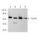 western blotting image from recommended Cdc45 (G-12) monoclonal antibody replacement. Image 369288