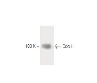 Cdc5L Antibody (21) - Western Blotting - Image 60263 
