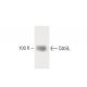 Cdc5L Antibody (21) - Western Blotting - Image 60263 
