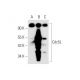 Cdc5L Antibody (21) - Western Blotting - Image 68513