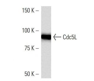 Cdc5L Antibody (2136C1a) - Western Blotting - Image 16503 