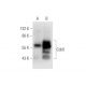 Cdc6 Antibody (0.N.189) - Western Blotting - Image 62036 