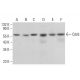 Cdc6 Antibody (0.N.189) - Western Blotting - Image 380839 