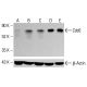 Cdc6 Antibody (0.N.189) - Western Blotting - Image 413267