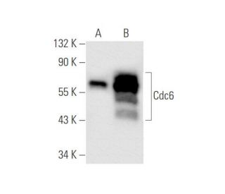 Cdc6 Antibody (0.T.17) - Western Blotting - Image 62038 