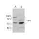 Cdc6 Antibody (0.T.17) - Western Blotting - Image 379232 