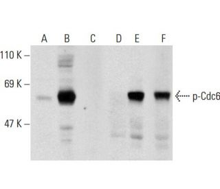 Cdc6 Antibody (D-1) - Western Blotting - Image 135722 