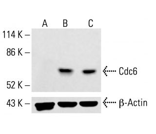 Cdc6 Antibody (DCS-180) - Western Blotting - Image 413166