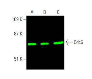 Cdc6 Antibody (180.2) - Western Blotting - Image 378865