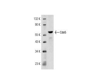 Cdc6 Antibody (180.2) - Western Blotting - Image 7450