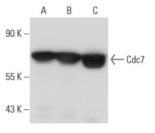 Cdc7 Antibody (SPM171) - Western Blotting - Image 15412 