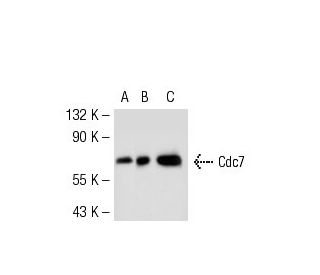 Cdc7 Antibody (SPM171) - Western Blotting - Image 50765