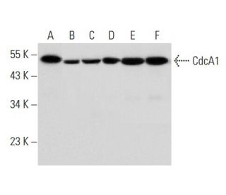 CdcA1 Antibody (E-6) - Western Blotting - Image 304459 